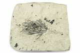 Miocene Coontail (Ceratophyllum) Fossil - Murat, France #254021-1